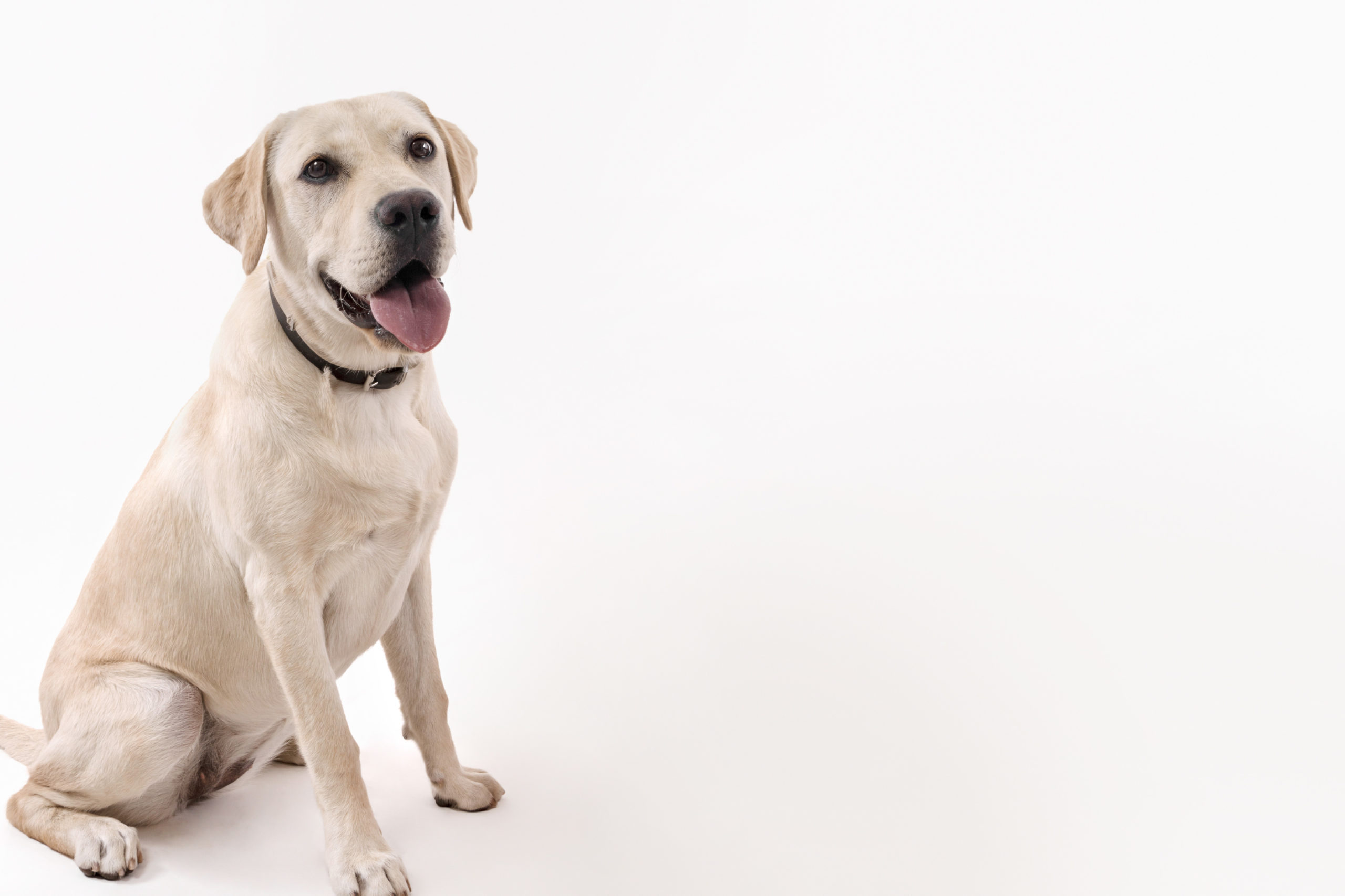 アセット 53@2x-80