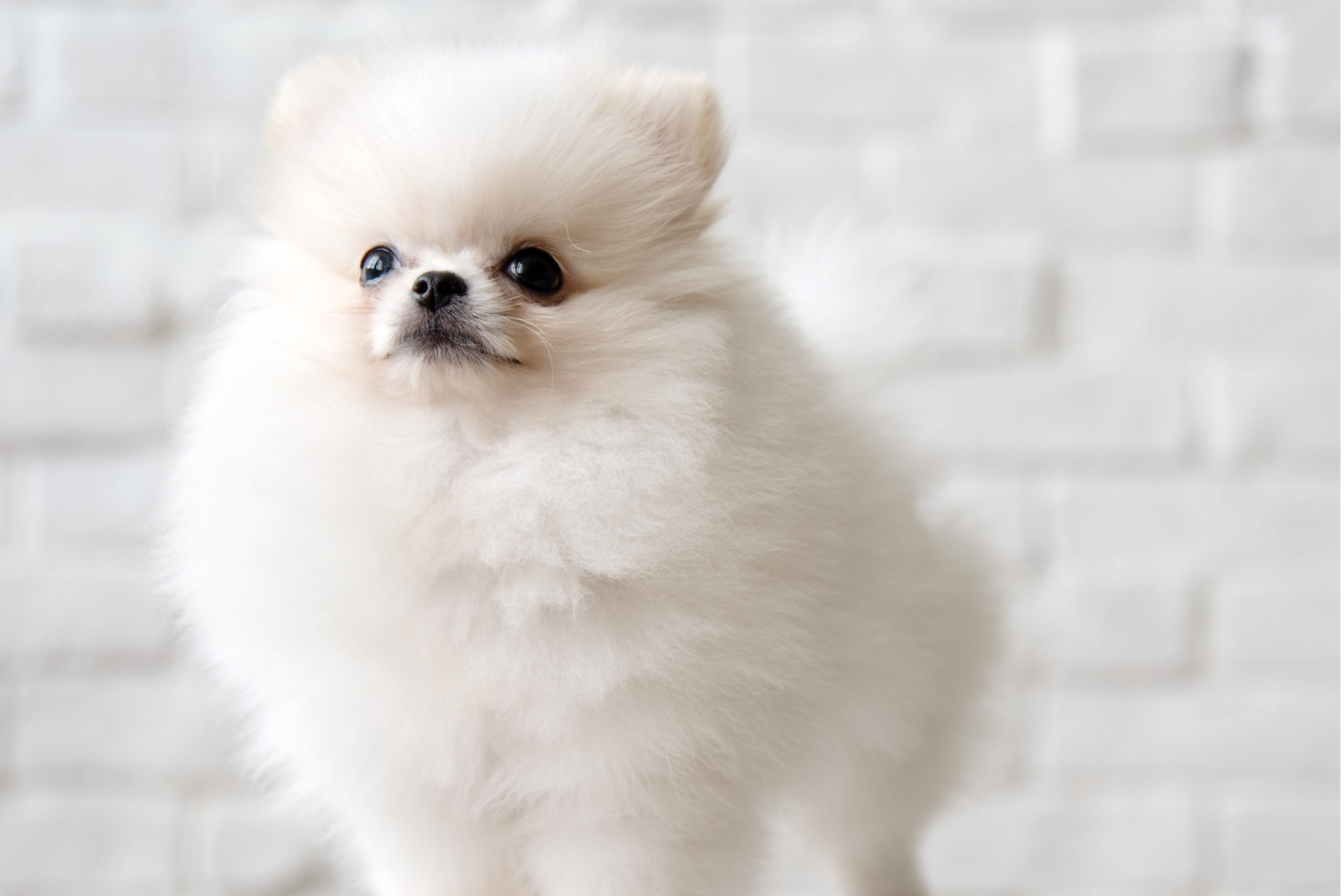 アセット 54@2x-80